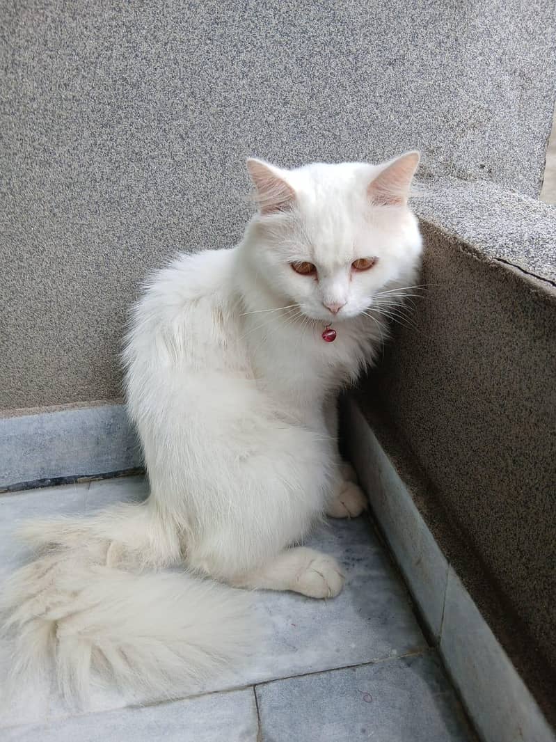 Persian cat 1