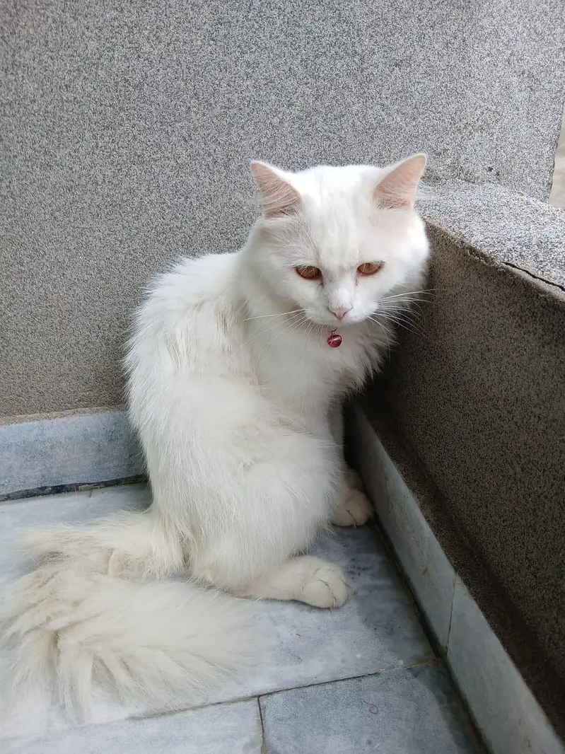 Persian cat — photo 2