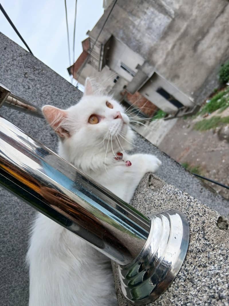 Persian cat 2