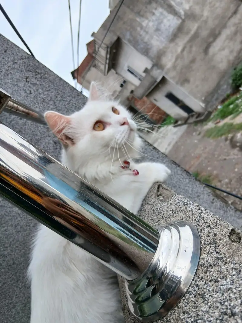 Persian cat — photo 3