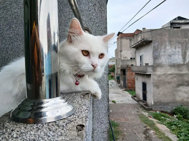 Persian cat — photo 4