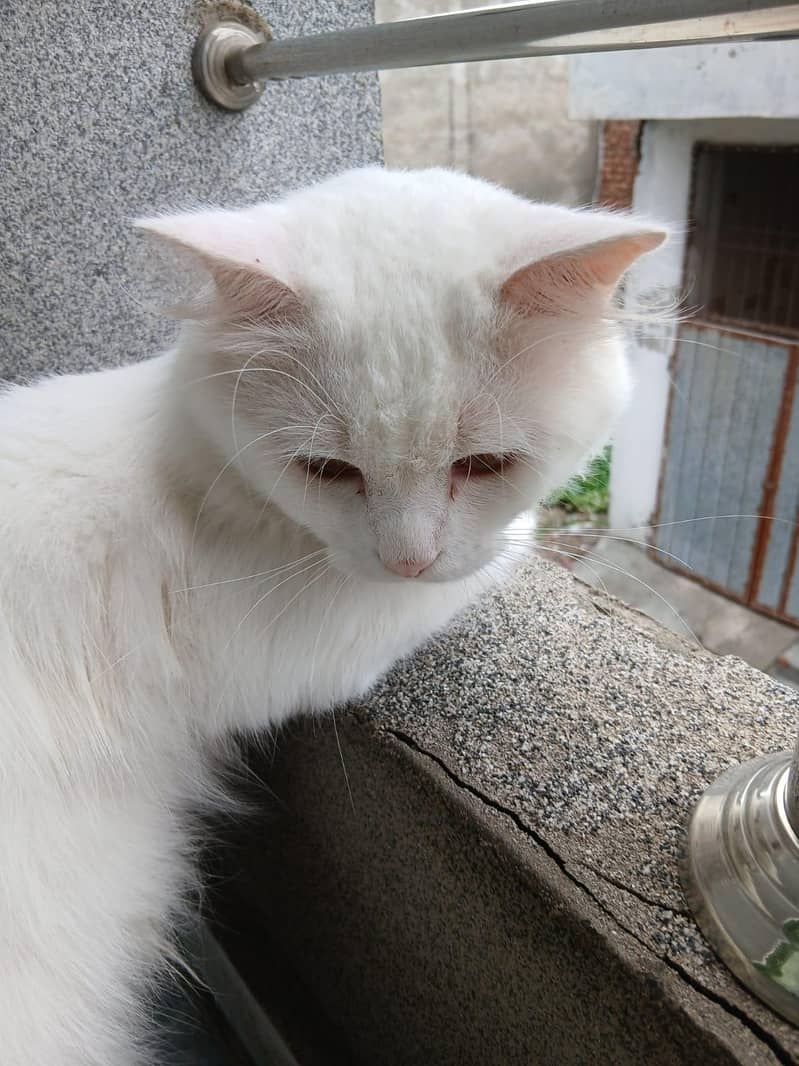 Persian cat 4