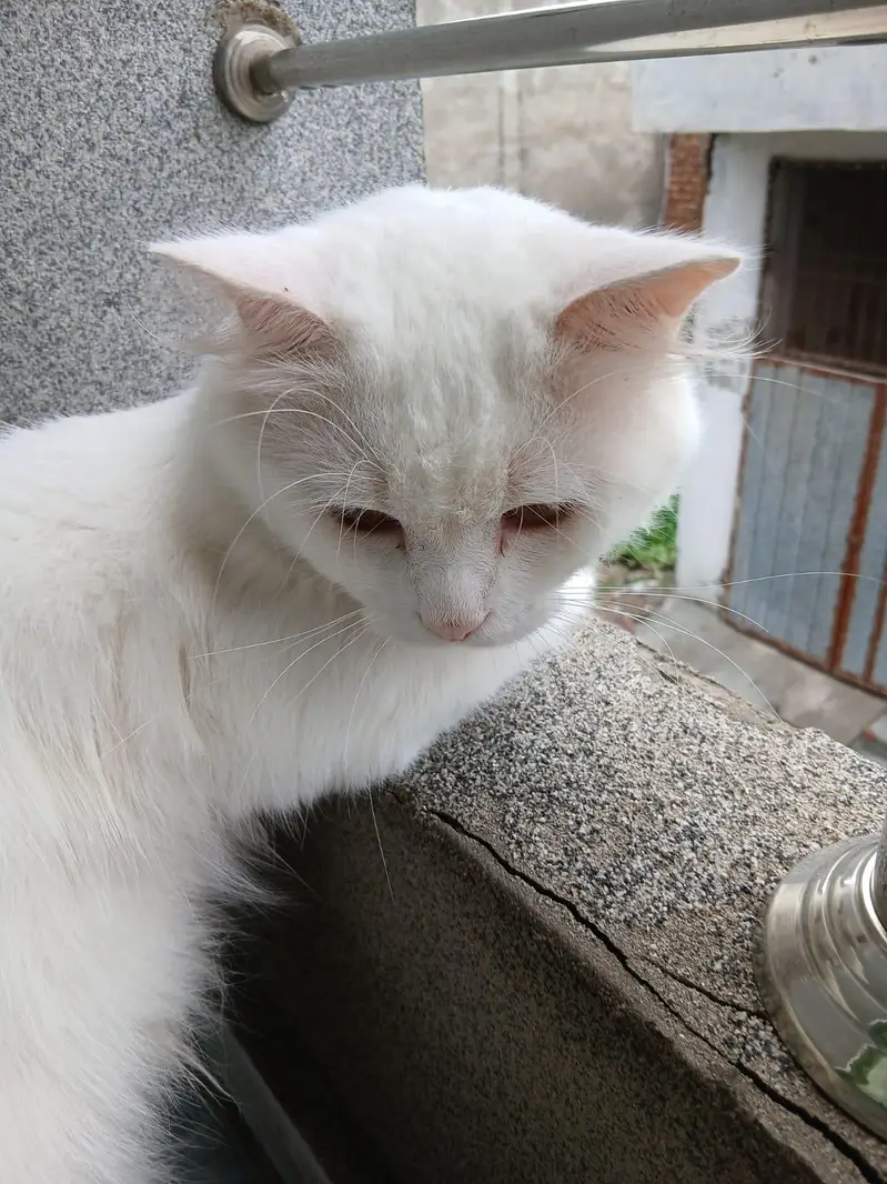 Persian cat — photo 5