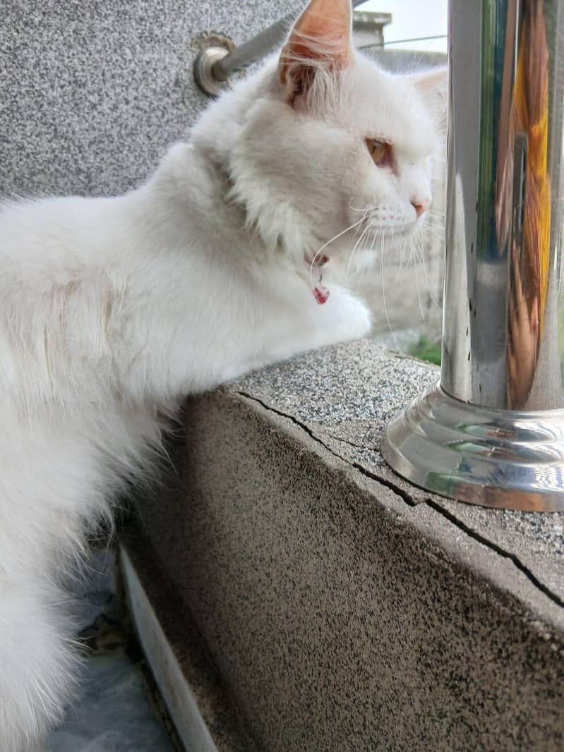 Persian cat 5