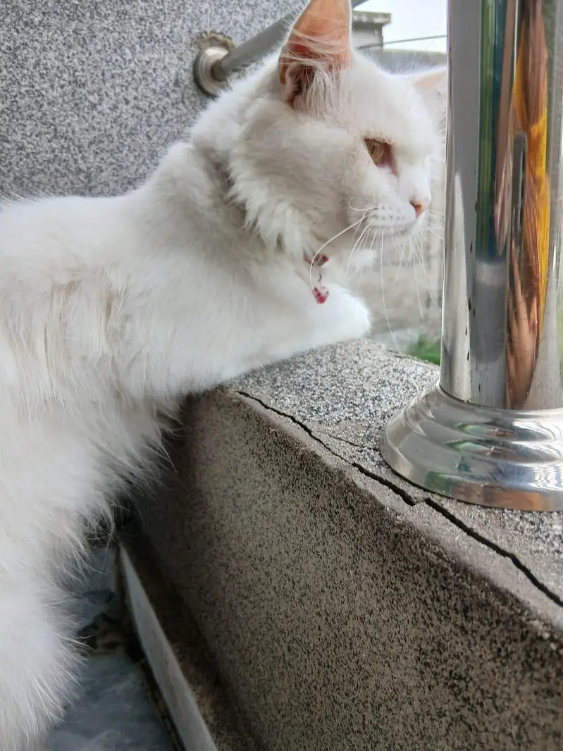 Persian cat — photo 6
