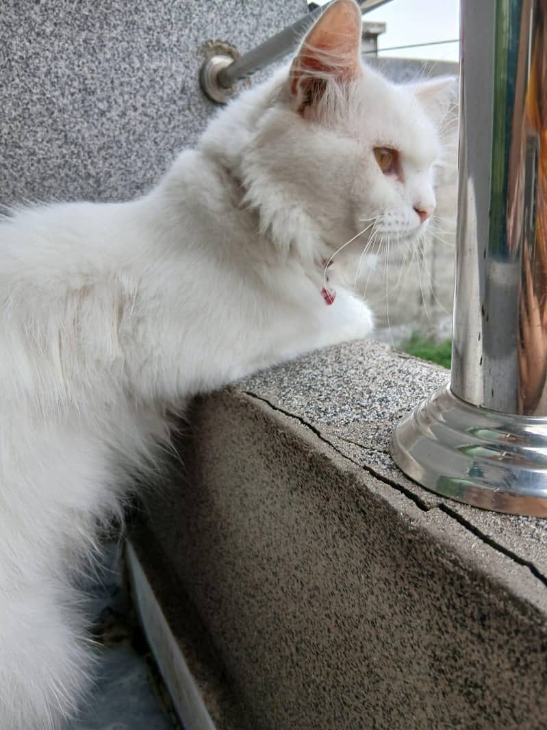 Persian cat 6