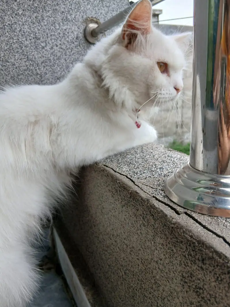 Persian cat — photo 7