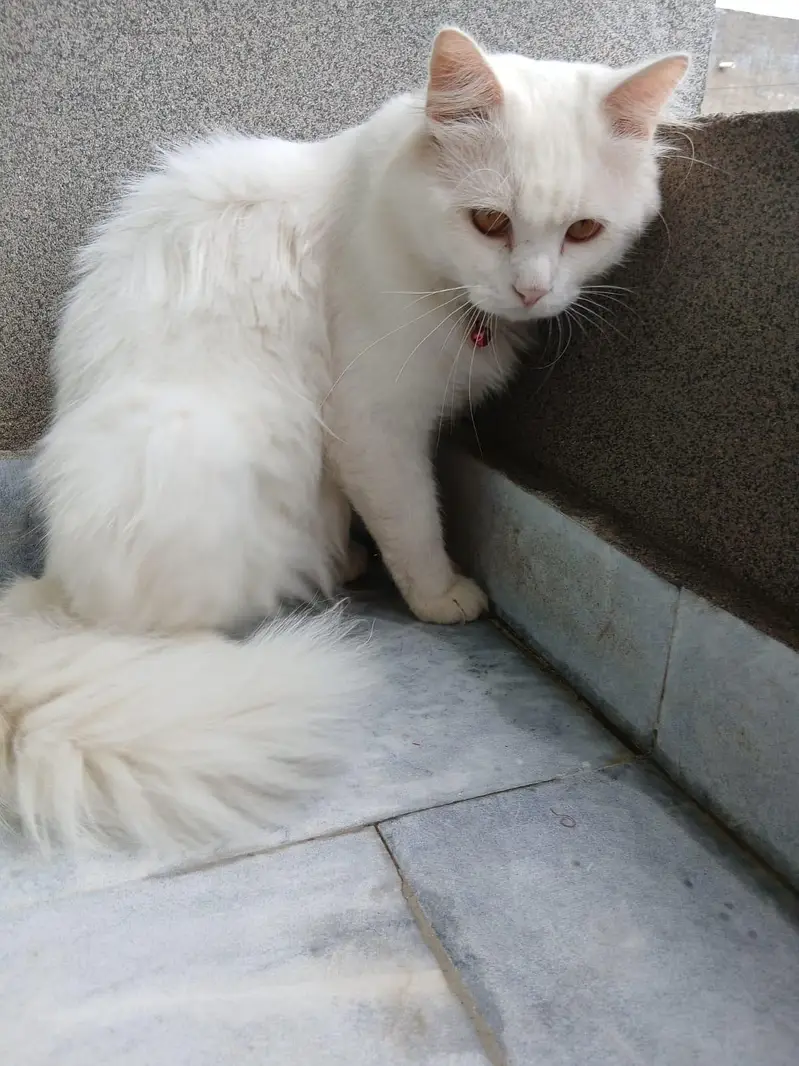 Persian cat — photo 8