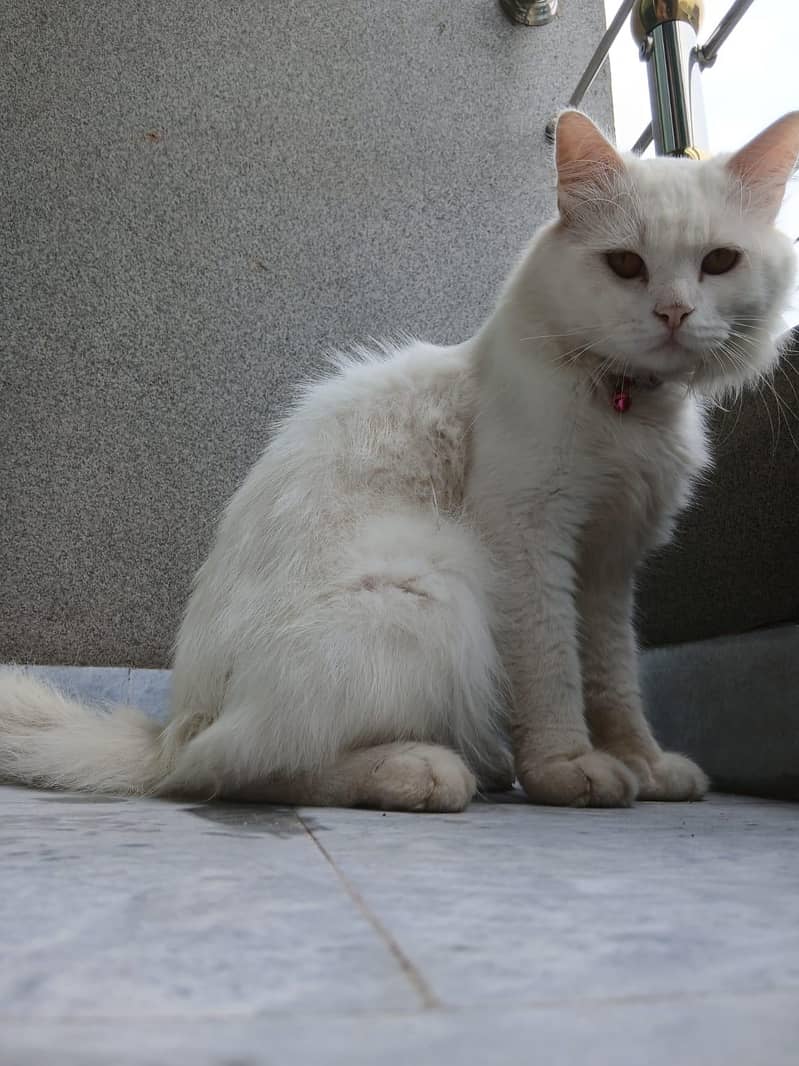Persian cat 8
