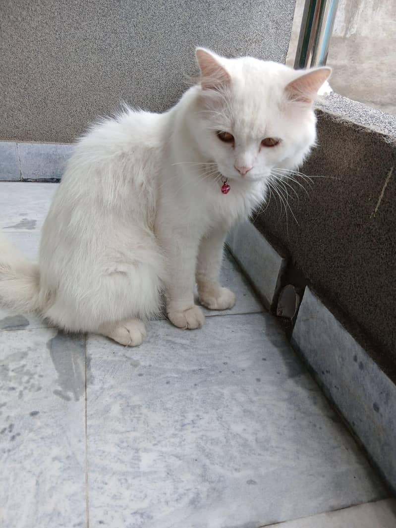 Persian cat 9