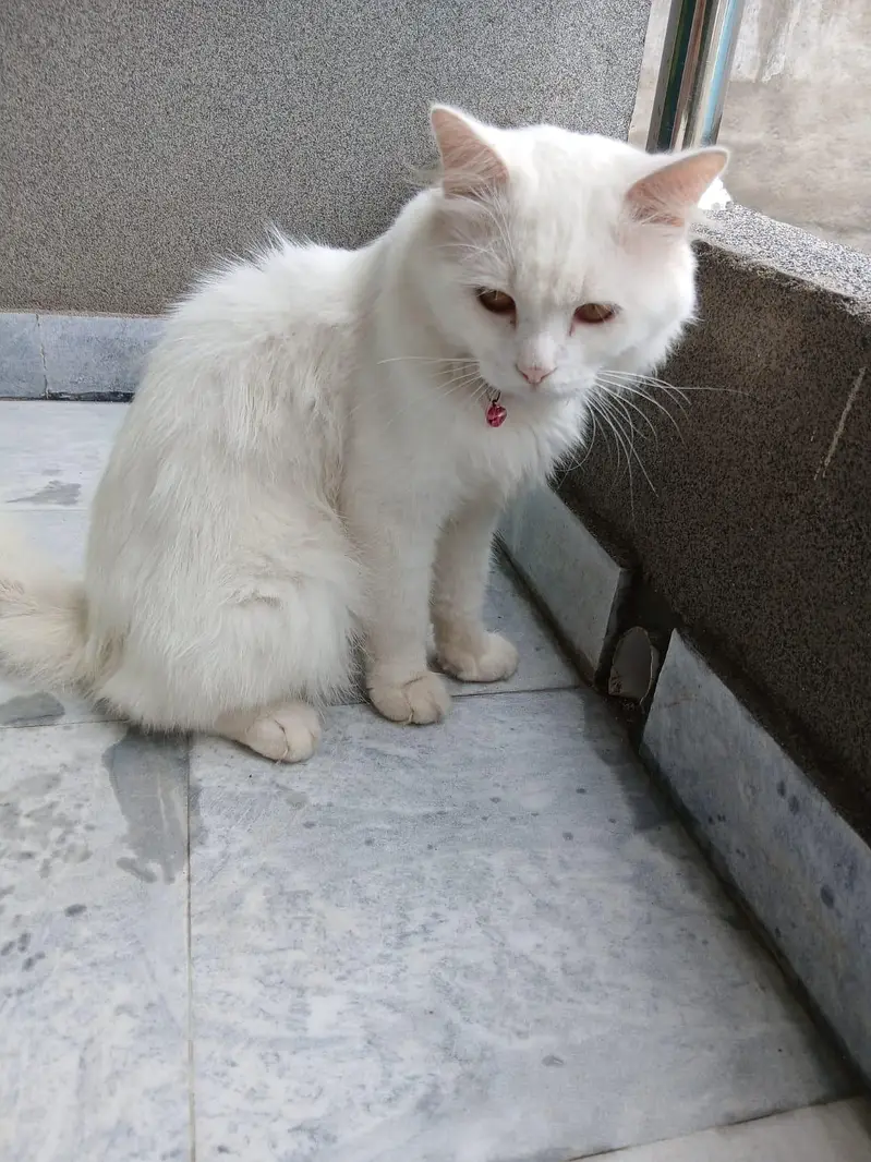 Persian cat — photo 10