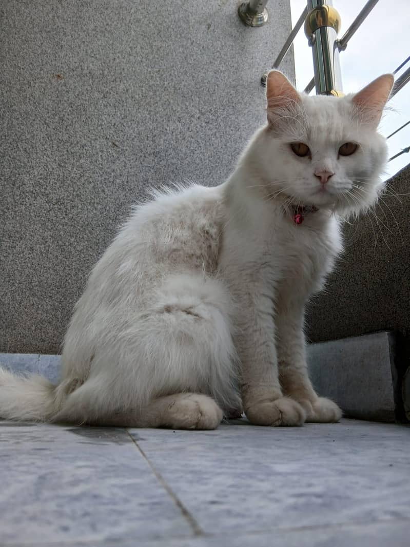Persian cat 10