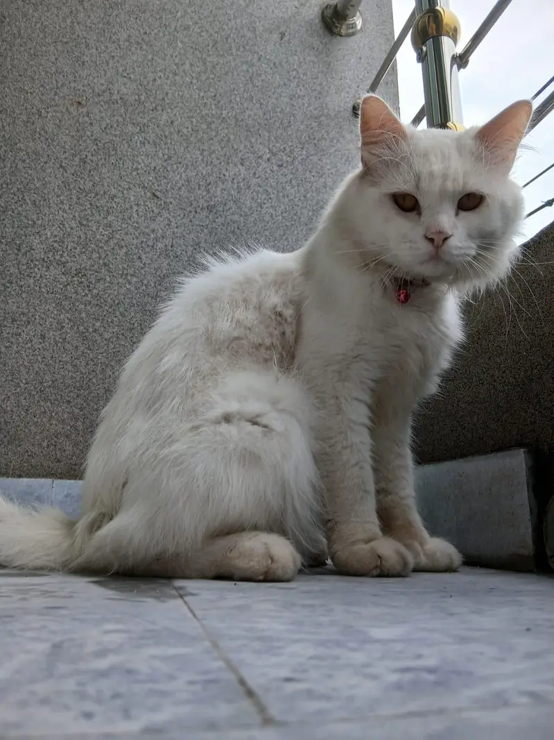 Persian cat — photo 11