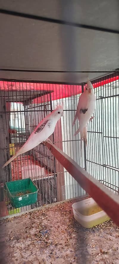 cockatiels v pied