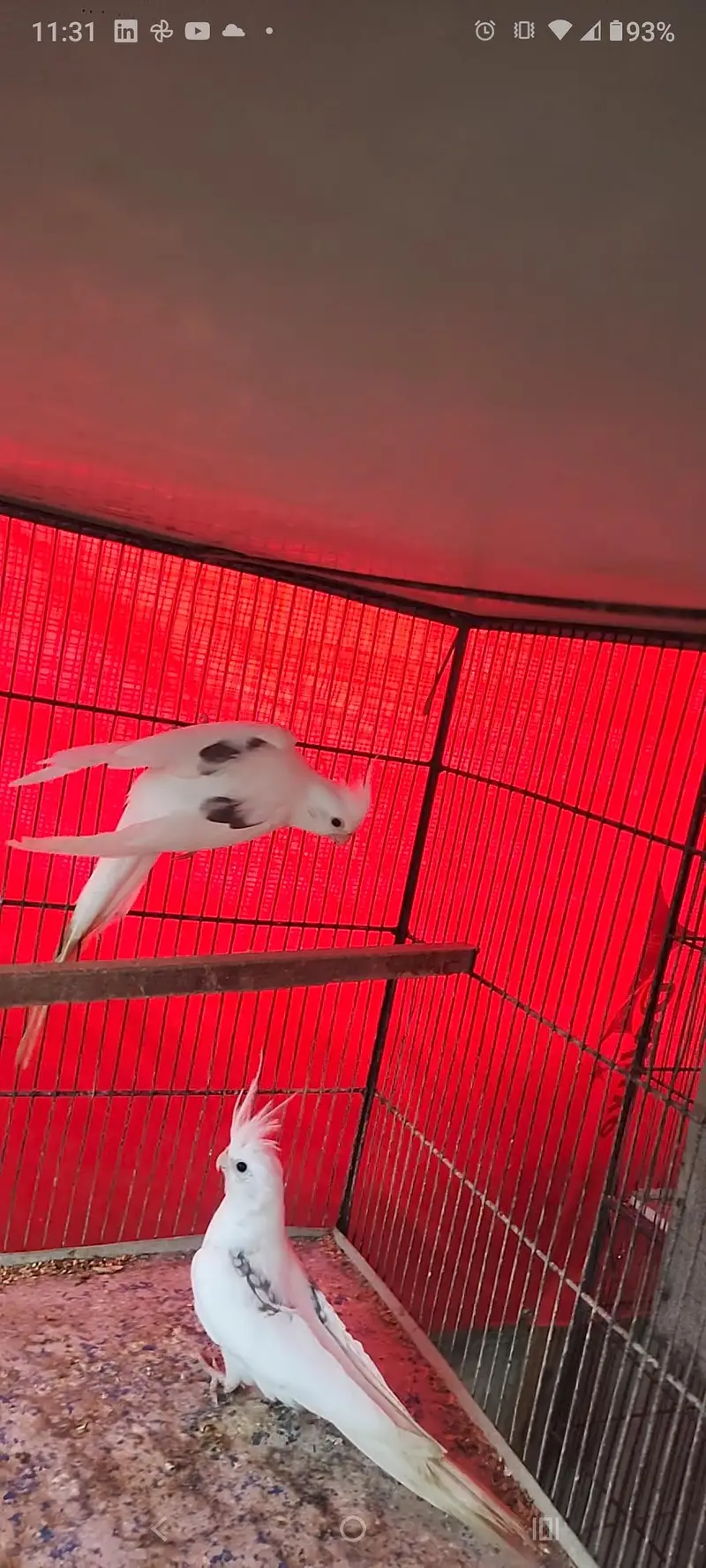 cockatiels v pied — photo 2