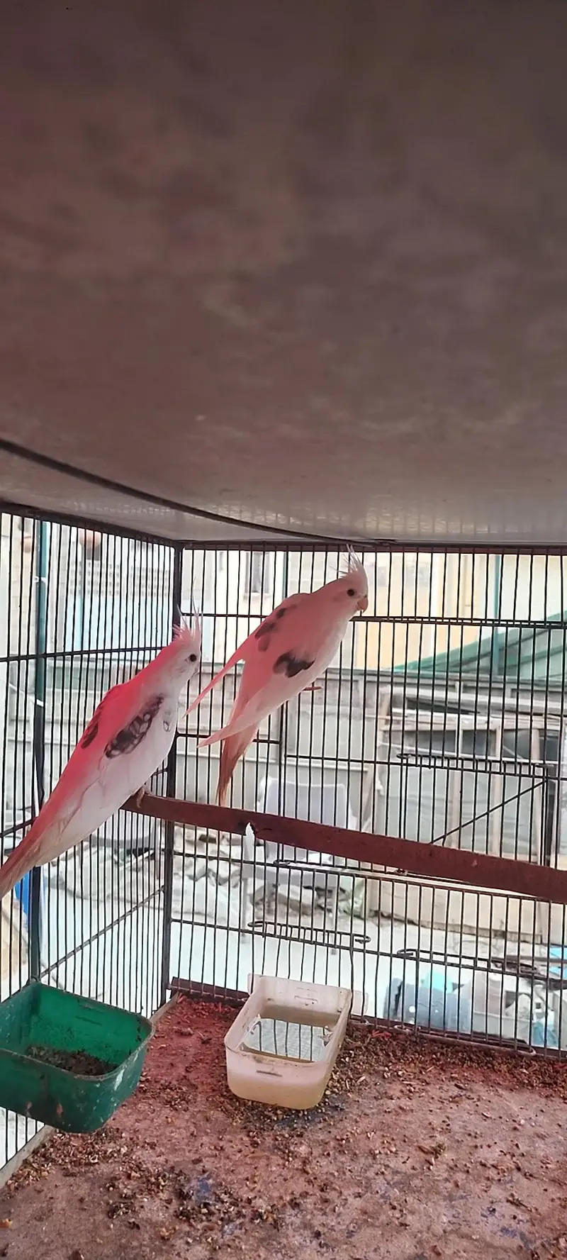 cockatiels v pied — photo 3