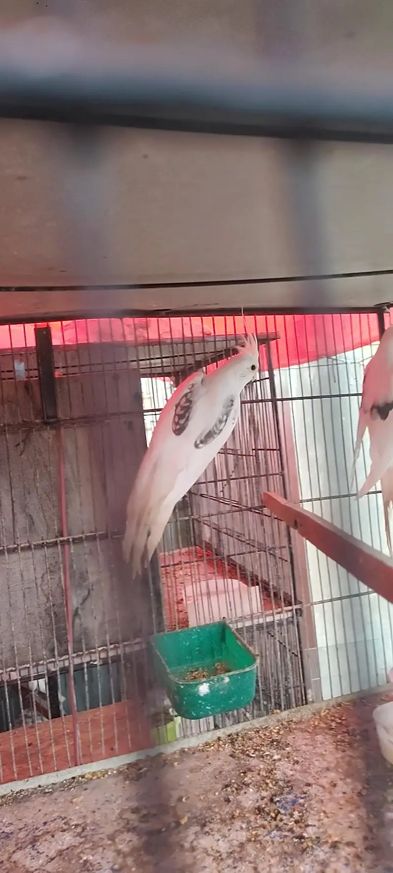 cockatiels v pied — photo 4