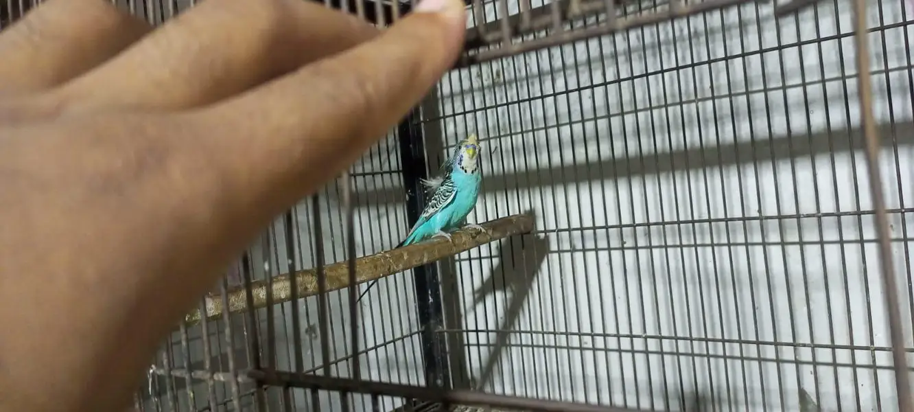 hogo romo double flowers breeder pair — photo 3