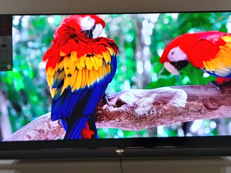 TCL C6 55inch Android 0