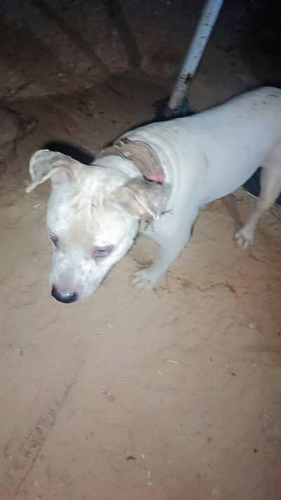 AMERICAN PITBUL BREED