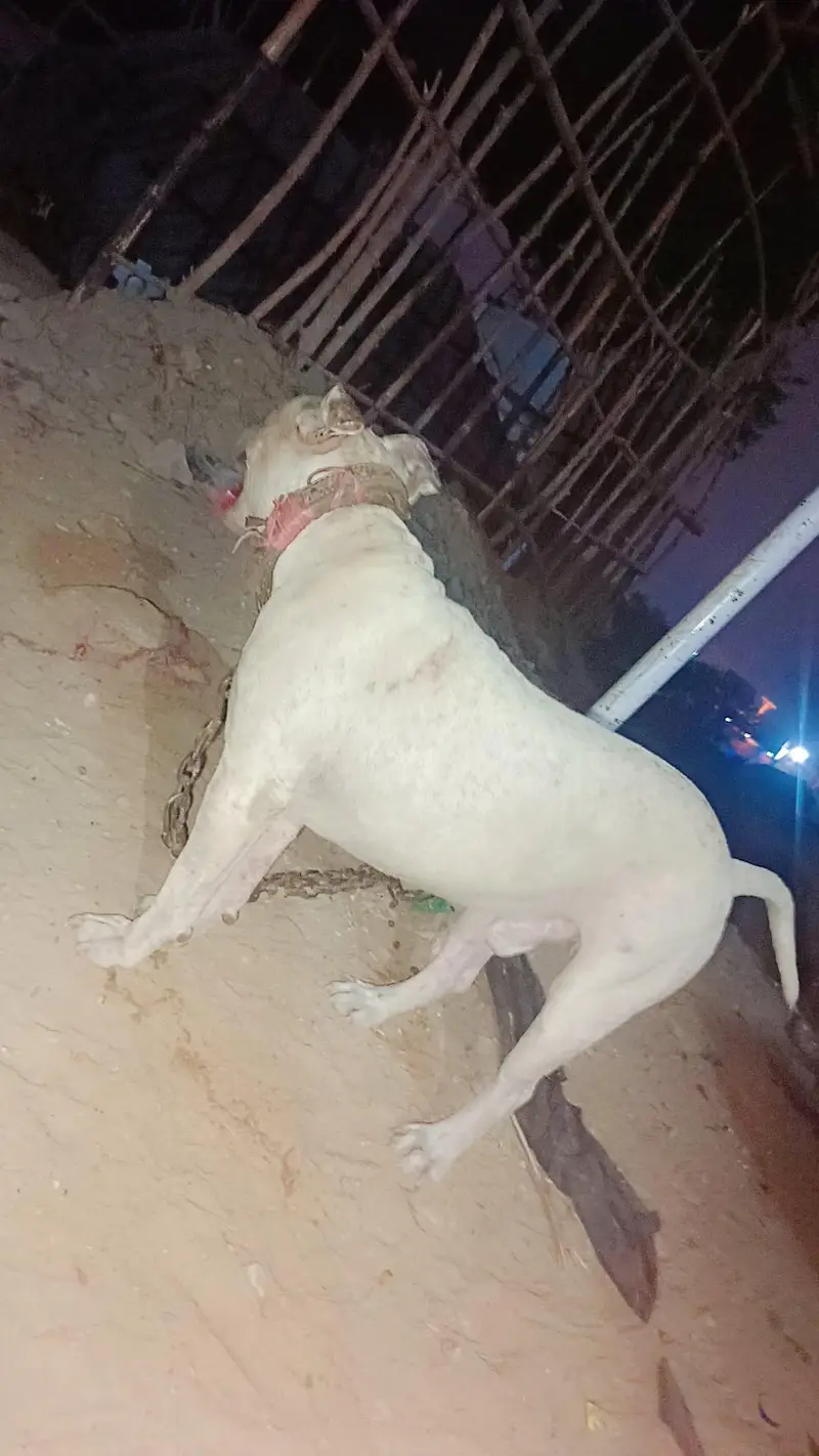AMERICAN PITBUL BREED — photo 2