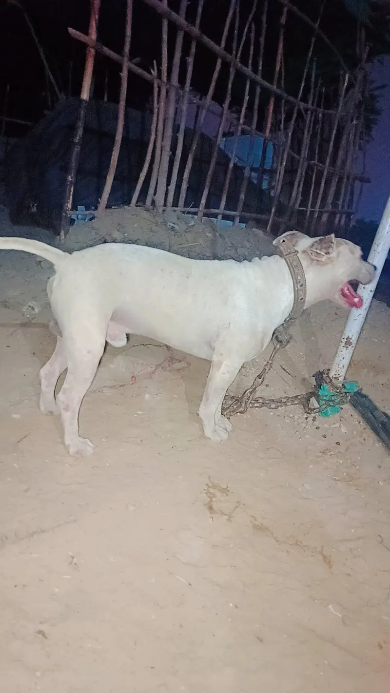 AMERICAN PITBUL BREED — photo 3