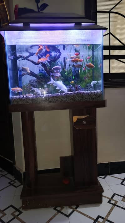 aquarium fish home