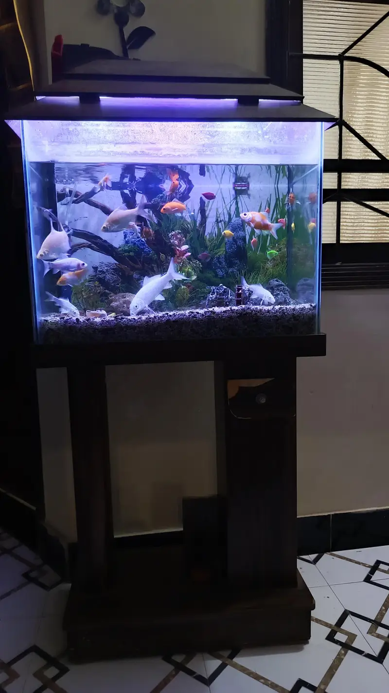 aquarium fish home — photo 2