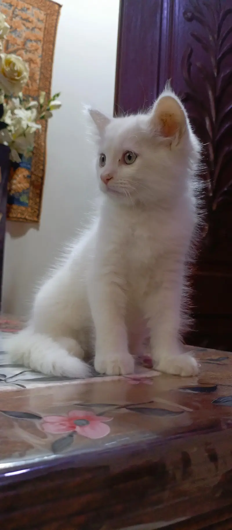 healthy persian kittens 12k for 2 kittens — photo 2