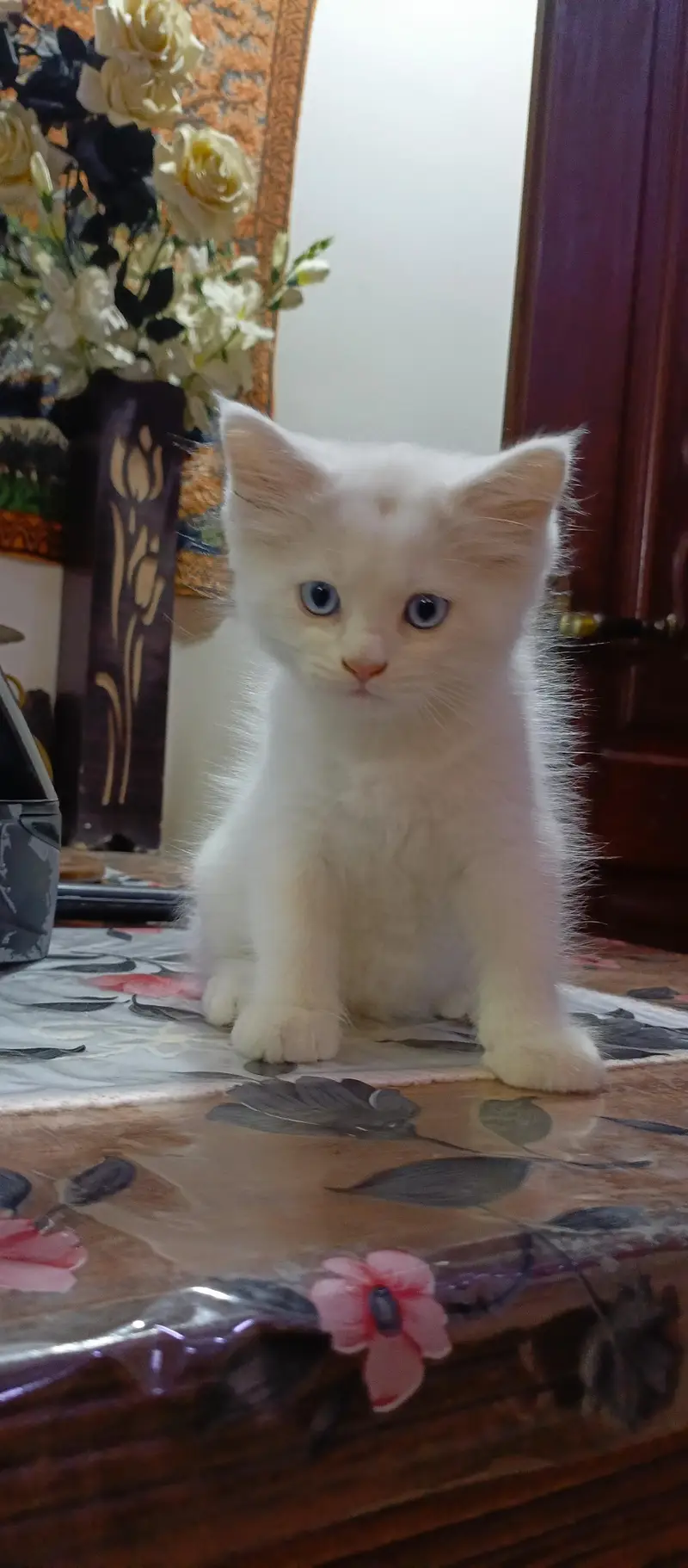 healthy persian kittens 12k for 2 kittens — photo 3