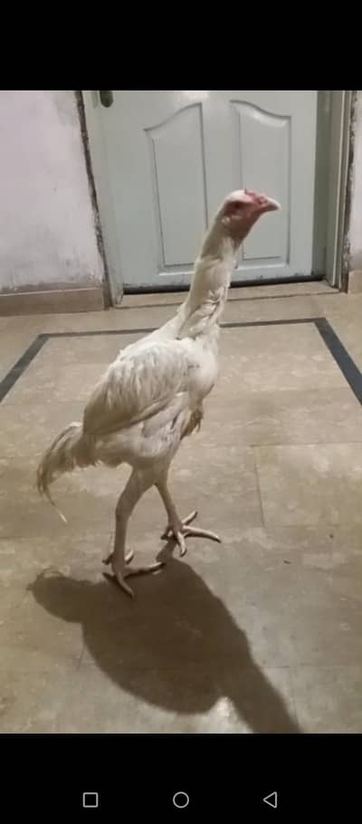 Heera Aseel Male