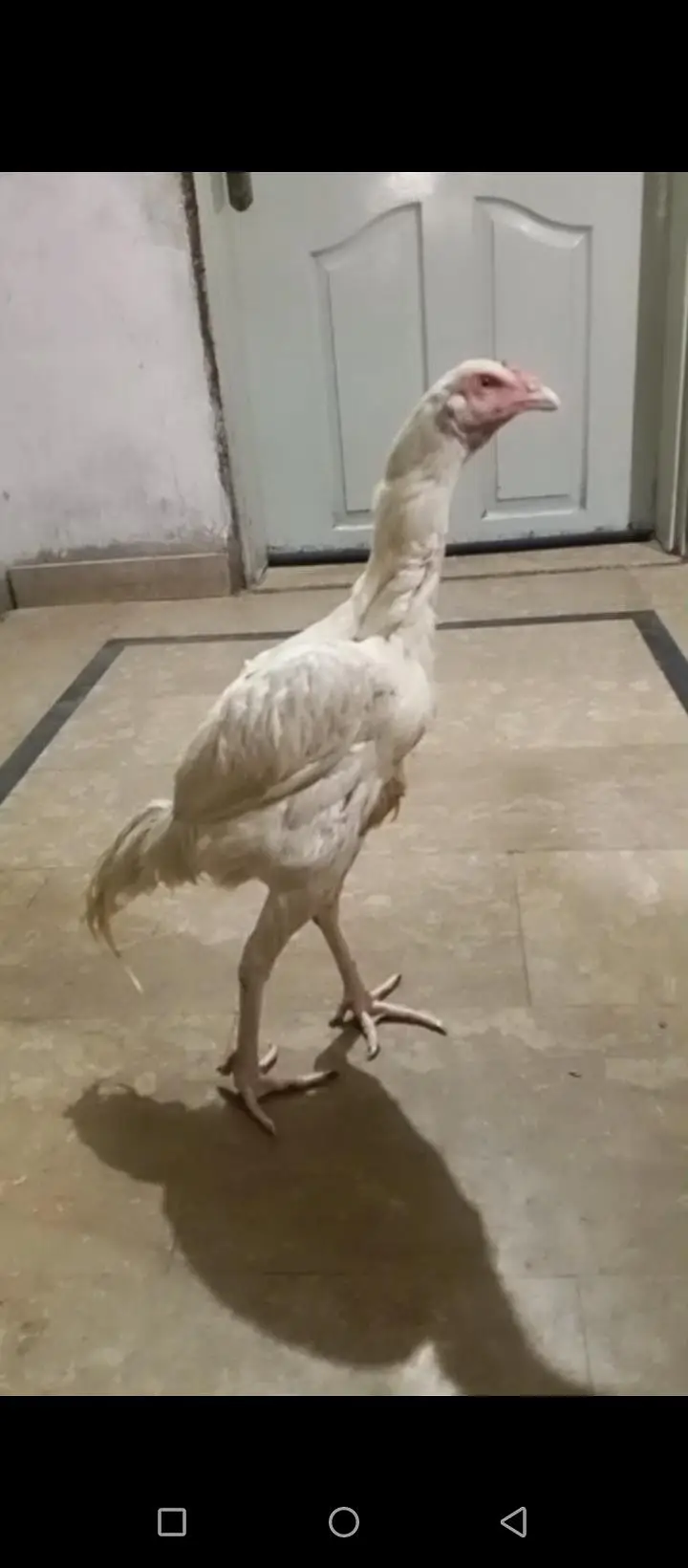 Heera Aseel Male — photo 3