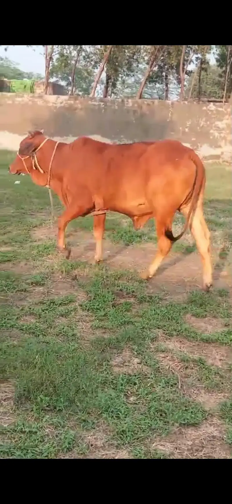 Shiwalan cow ready breed 0/3/2/3/4/7/4/1/0/4/5 — photo 2