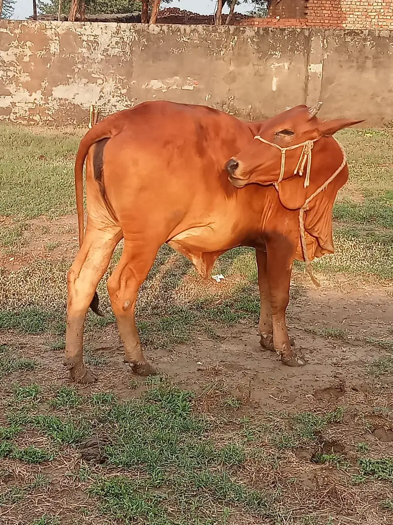 Shiwalan cow ready breed 0/3/2/3/4/7/4/1/0/4/5 — photo 4