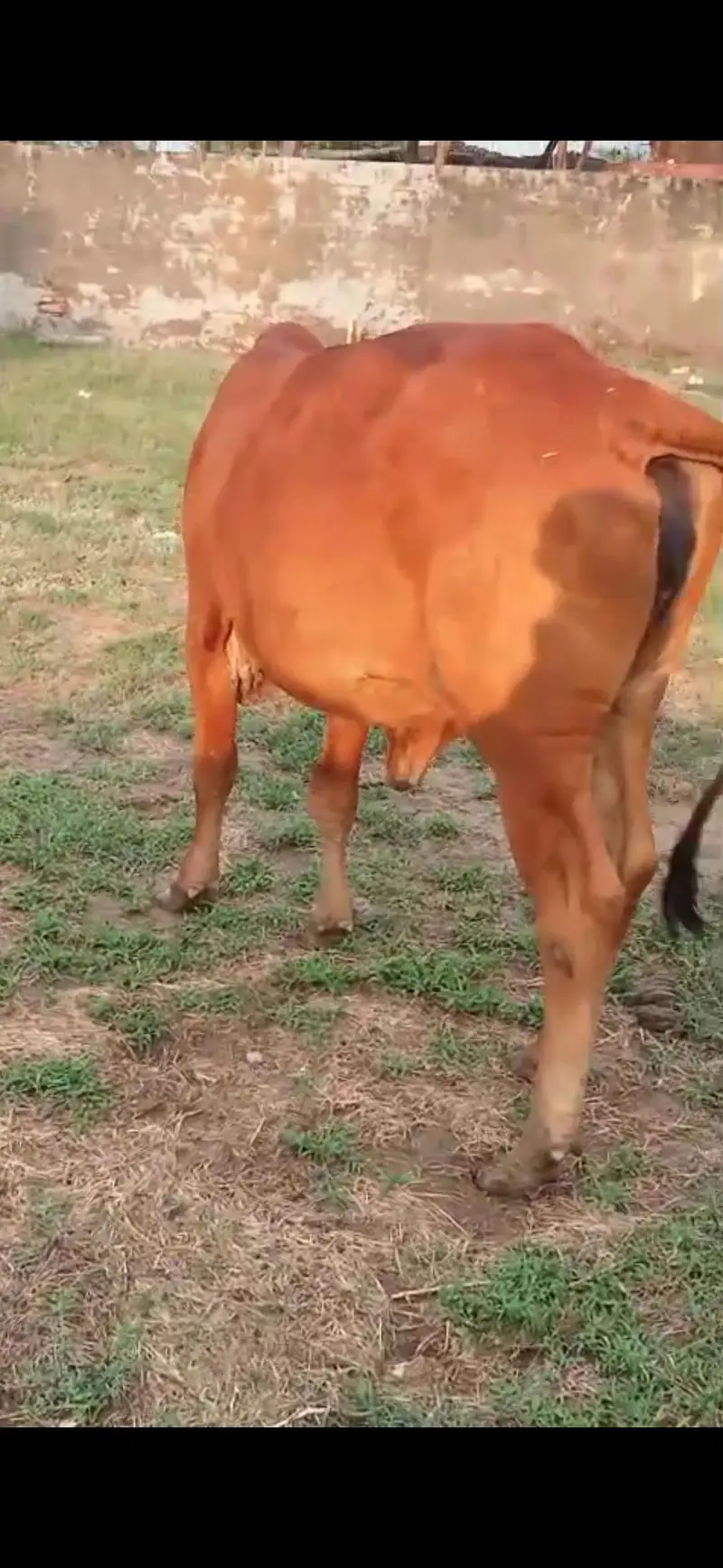 Shiwalan cow ready breed 0/3/2/3/4/7/4/1/0/4/5 — photo 5