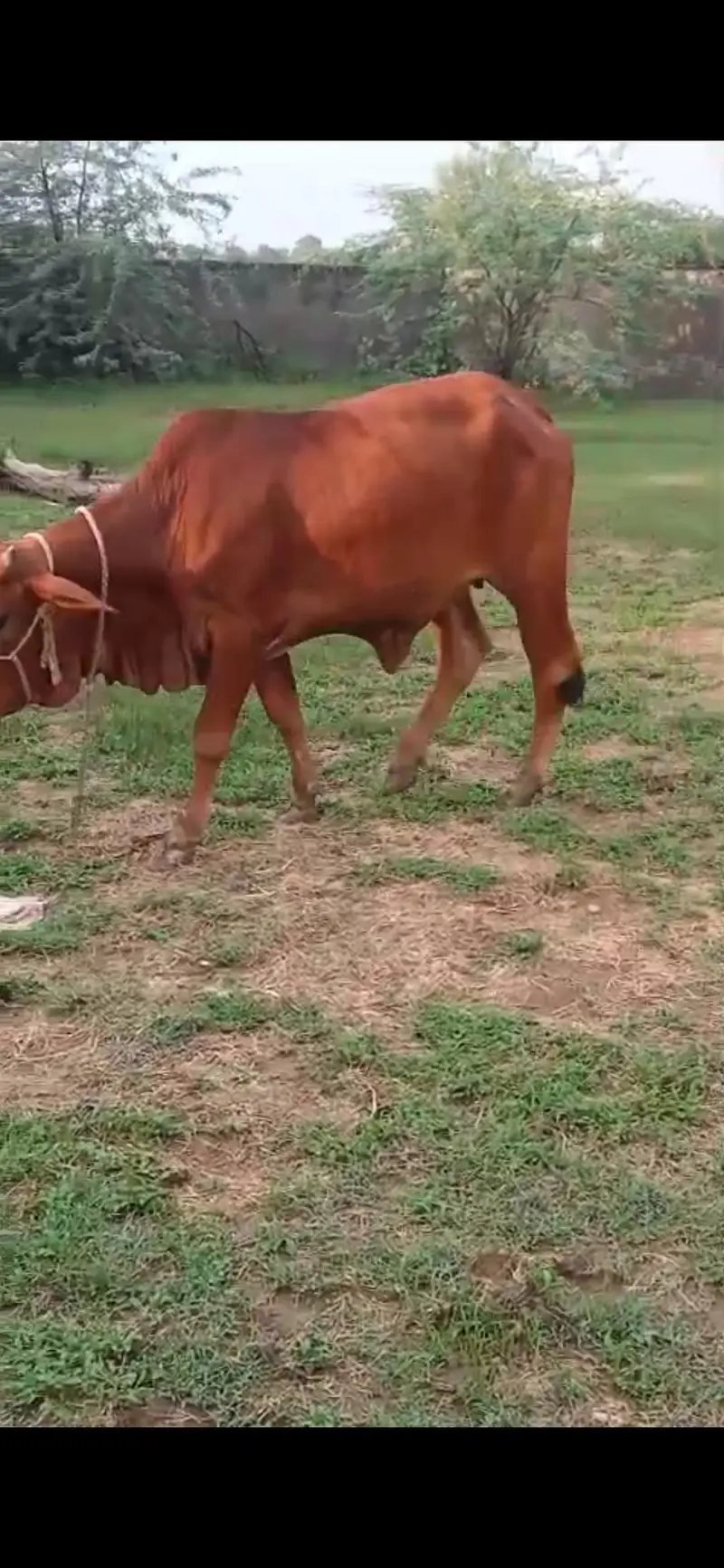Shiwalan cow ready breed 0/3/2/3/4/7/4/1/0/4/5 — photo 6