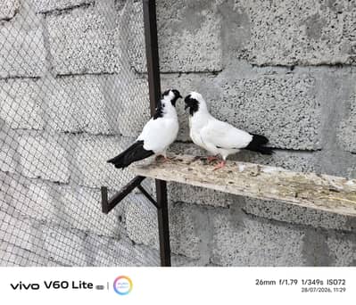 Fancy birds pigeon