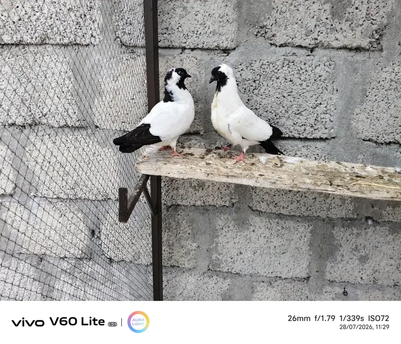 Fancy birds pigeon — photo 2