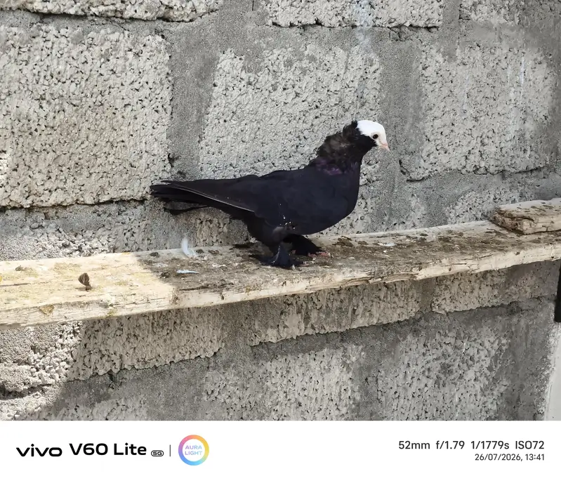 Fancy birds pigeon — photo 3