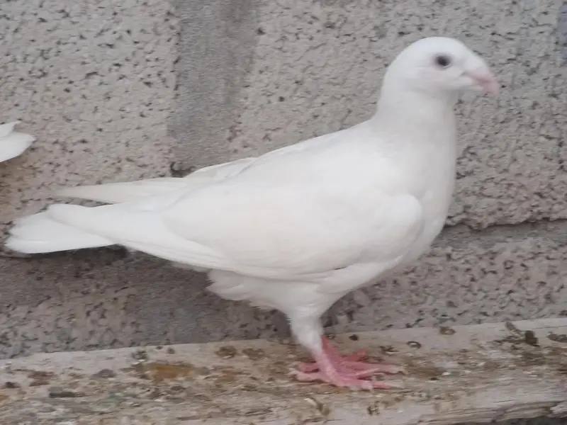 Fancy birds pigeon — photo 4