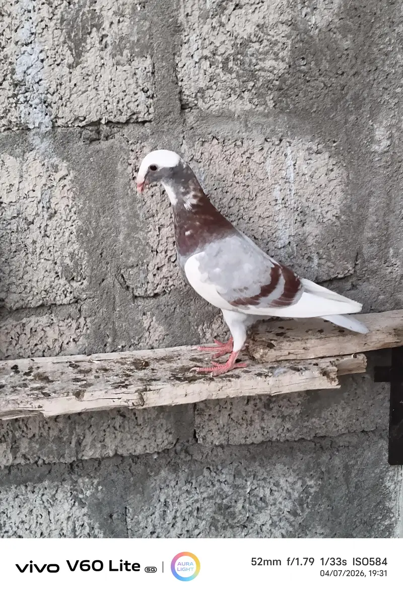 Fancy birds pigeon — photo 5