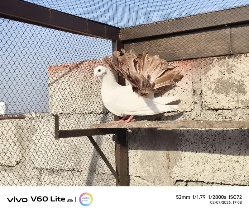 Fancy birds pigeon — photo 6