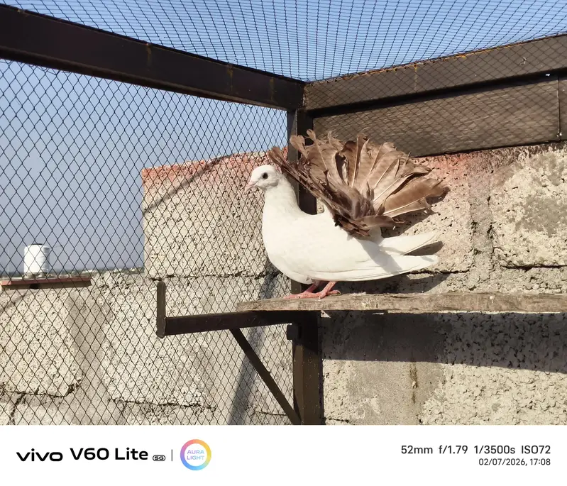 Fancy birds pigeon — photo 7