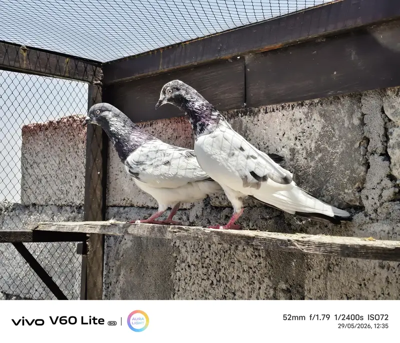 Fancy birds pigeon — photo 8
