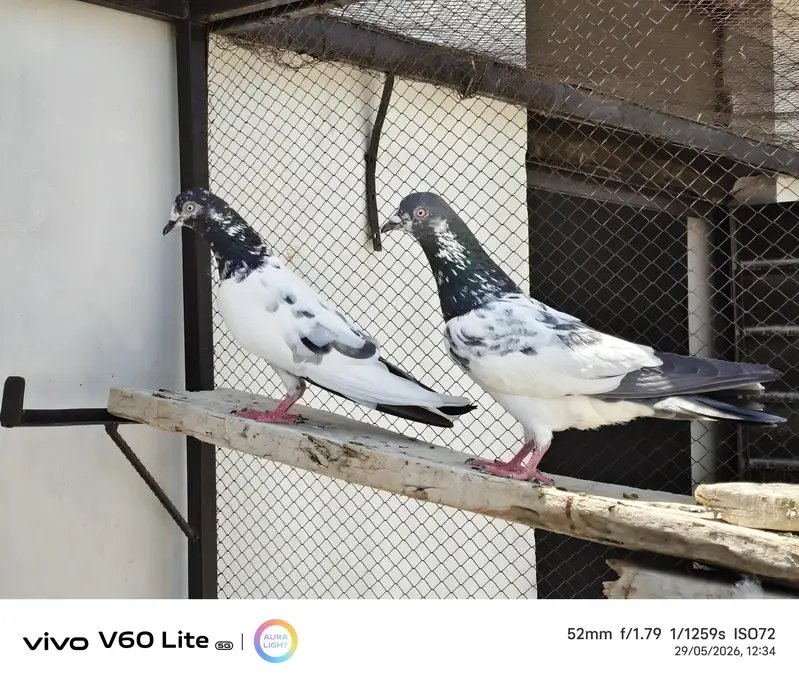 Fancy birds pigeon — photo 9