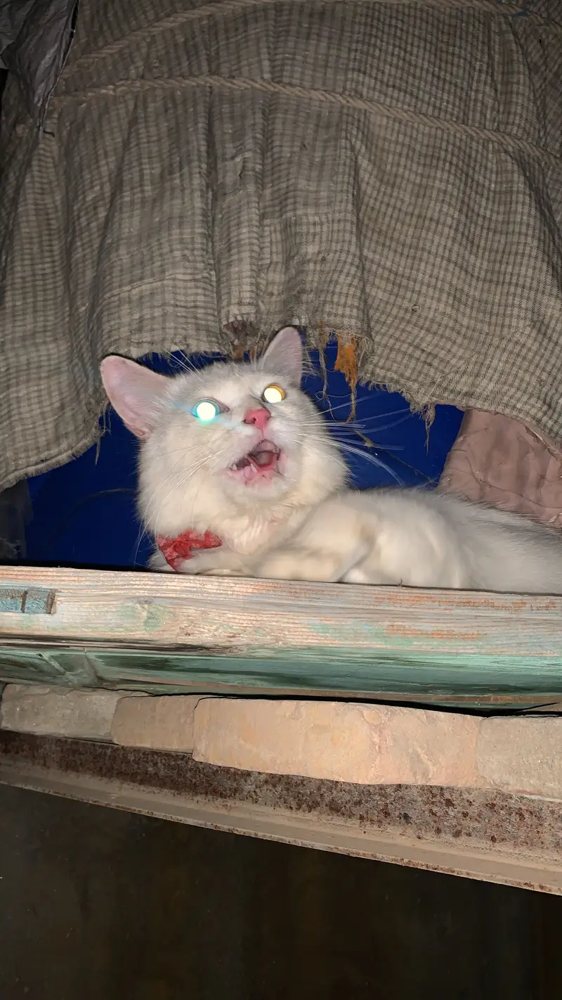 White persian female odd eyes — photo 3