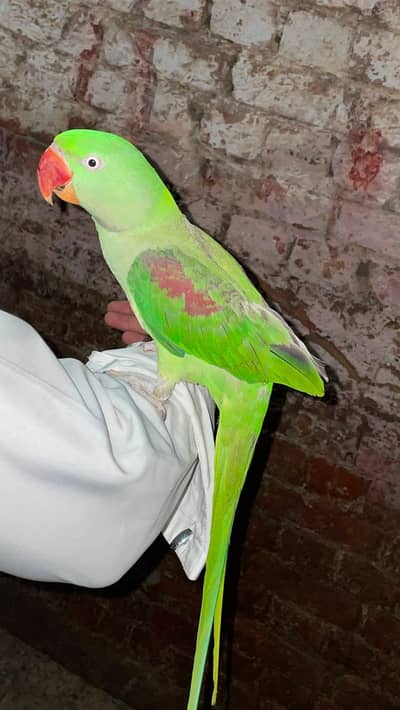 Raw parrot 7 months and cocktail. . handtamed full frndly. . 03482224485