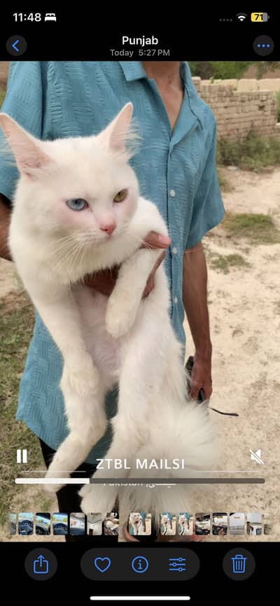 White persian female odd eyes