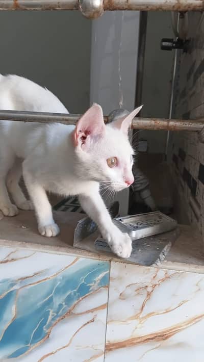 odd eyed cat