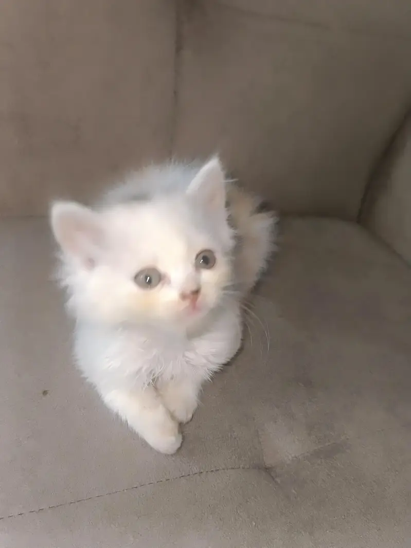 Persian calico — photo 8